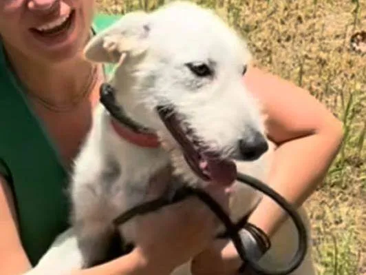 Cachorro ra a SRD-ViraLata idade 1 ano nome Costelinha