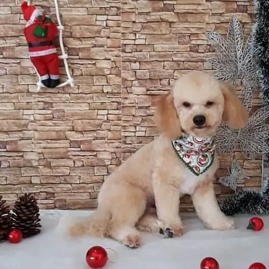 Cachorro ra a Poodle idade 2 anos nome MARLEY