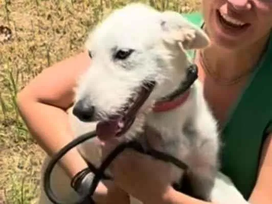 Cachorro ra a SRD-ViraLata idade 1 ano nome Costelinha