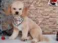 MARLEY