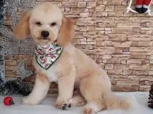 Cachorro raça Poodle idade 2 anos nome MARLEY