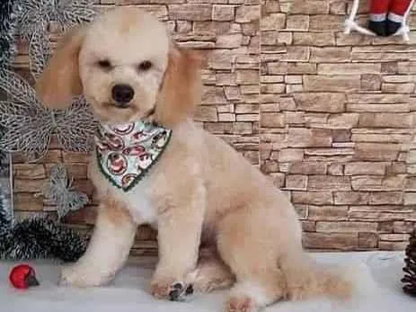 Cachorro ra a Poodle idade 2 anos nome MARLEY
