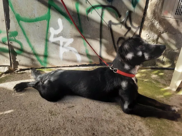 Cachorro ra a SRD-ViraLata idade 7 a 11 meses nome Kiara