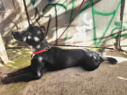 Cachorro raça SRD-ViraLata idade 7 a 11 meses nome Kiara