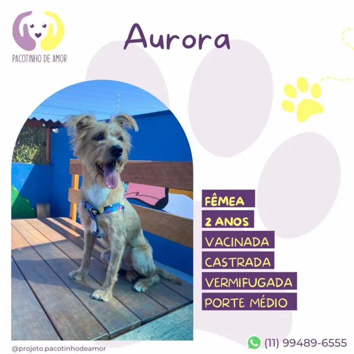 Cachorro ra a SRD-ViraLata idade 2 anos nome Aurora