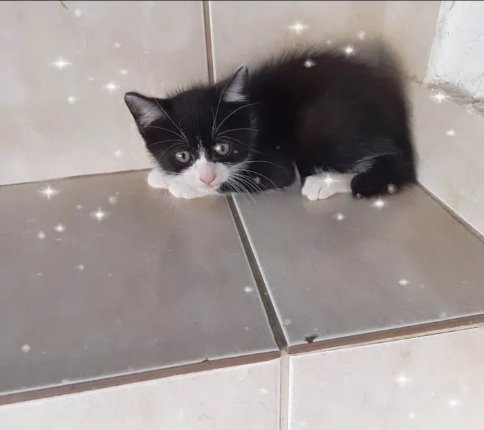 Gato ra a SRD-ViraLata idade 2 a 6 meses nome Cookie 2meses pelo longo 