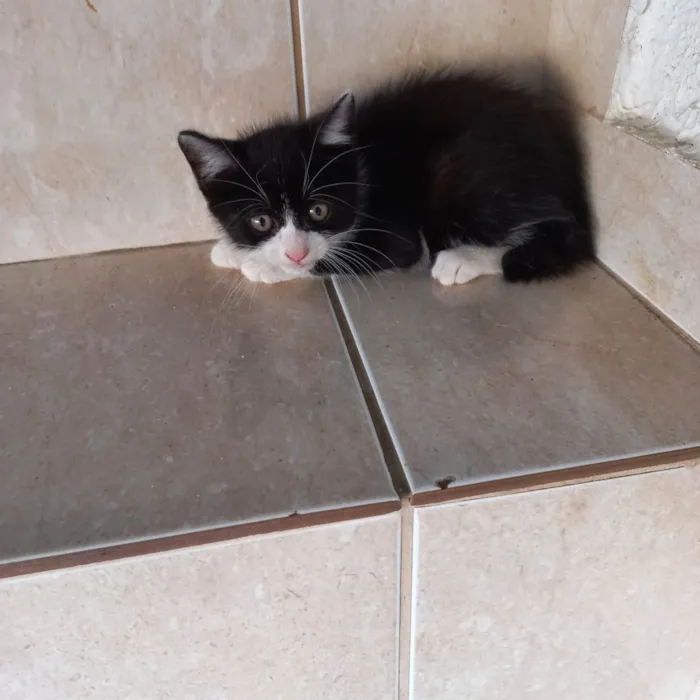 Gato ra a SRD-ViraLata idade 2 a 6 meses nome Cookie 2meses pelo longo 