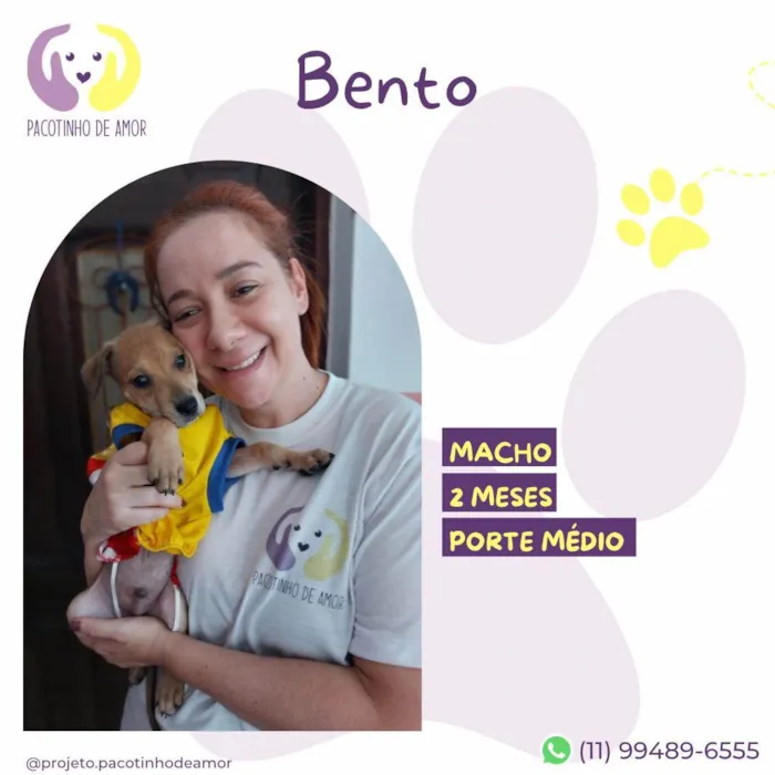 Cachorro ra a SRD-ViraLata idade 2 a 6 meses nome Bento