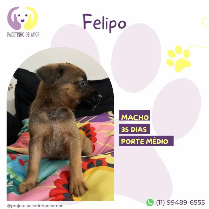 Cachorro ra a SRD-ViraLata idade Abaixo de 2 meses nome Felipo