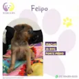 Felipo