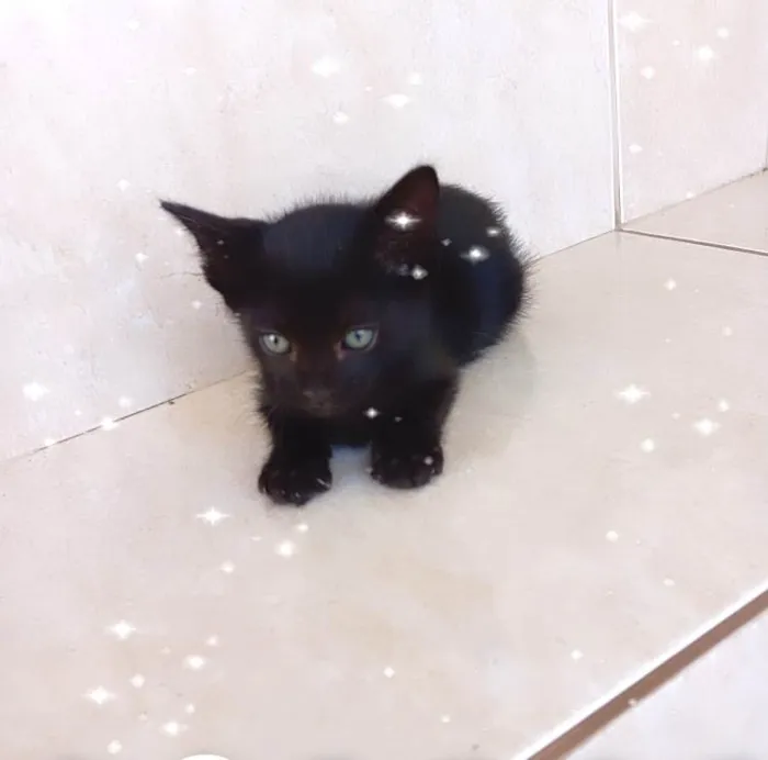 Gato ra a SRD-ViraLata idade 2 a 6 meses nome Cacao bb2meses lindo e um amor 