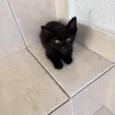 Cacao bb2meses lindo e um amor