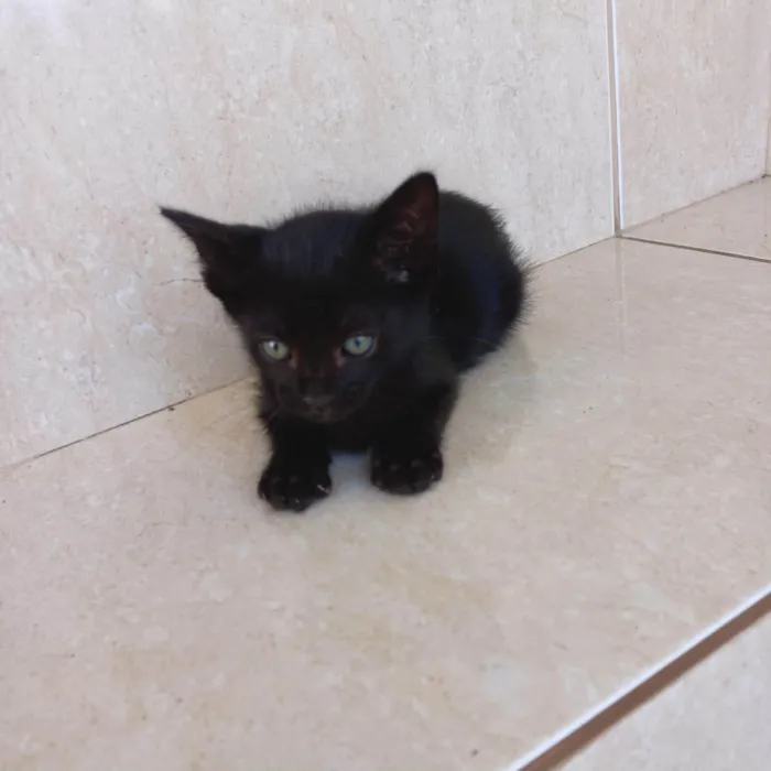 Gato ra a SRD-ViraLata idade 2 a 6 meses nome Cacao bb2meses lindo e um amor 