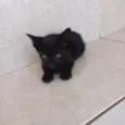 Cacao bb2meses lindo e um amor