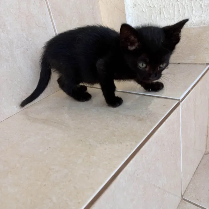 Gato ra a SRD-ViraLata idade 2 a 6 meses nome Cacao bb2meses lindo e um amor 