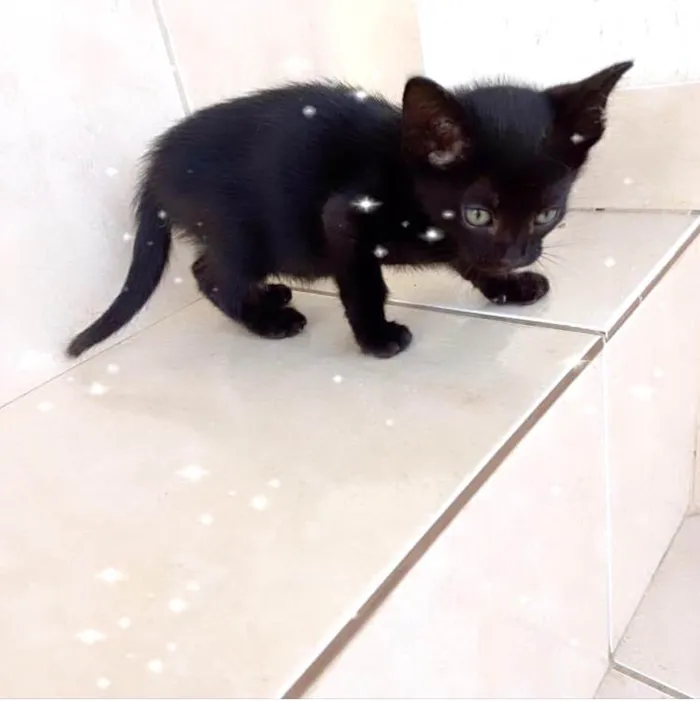 Gato ra a SRD-ViraLata idade 2 a 6 meses nome Cacao bb2meses lindo e um amor 