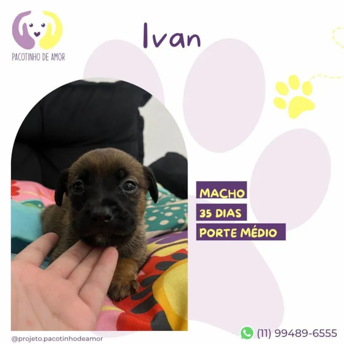Cachorro ra a SRD-ViraLata idade Abaixo de 2 meses nome Ivan