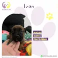 Ivan