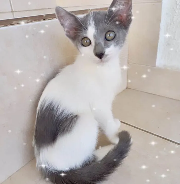 Gato ra a SRD-ViraLata idade 2 a 6 meses nome Milky 2meses Linda e muito boazinha !