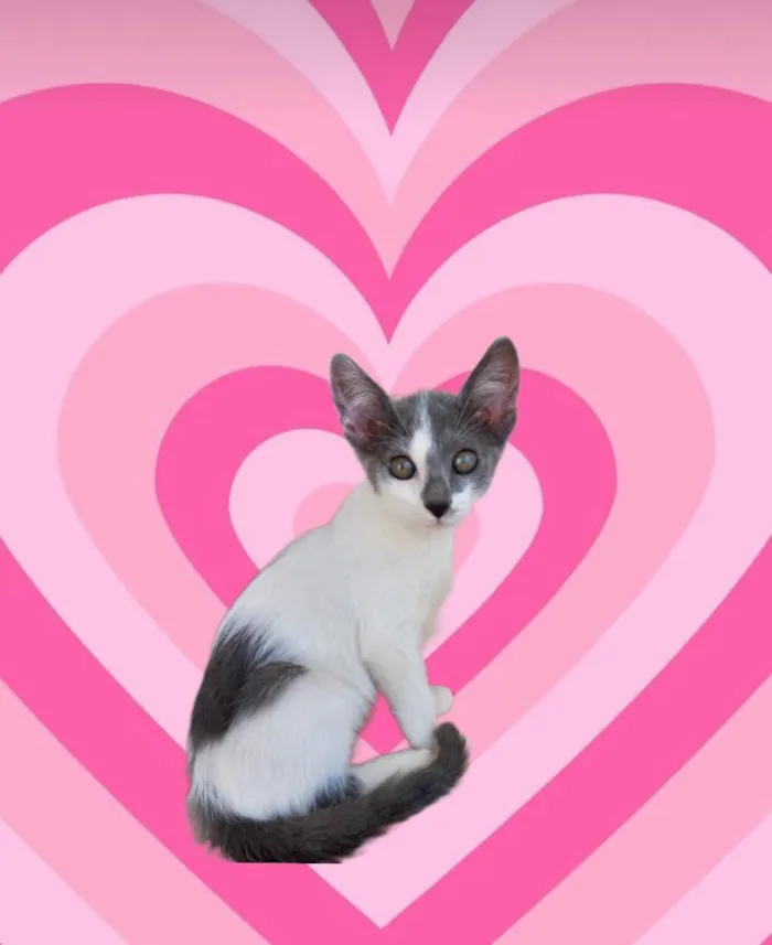 Gato ra a SRD-ViraLata idade 2 a 6 meses nome Milky 2meses Linda e muito boazinha !