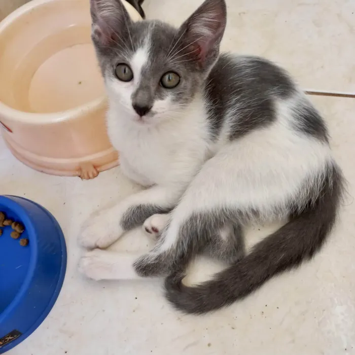 Gato ra a SRD-ViraLata idade 2 a 6 meses nome Milky 2meses Linda e muito boazinha !