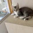 Caramel 2meses pelo longo