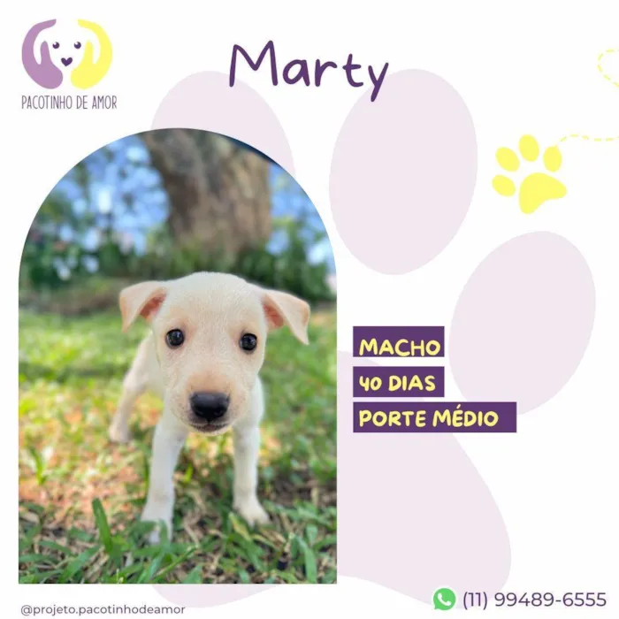 Cachorro ra a SRD-ViraLata idade Abaixo de 2 meses nome Marty