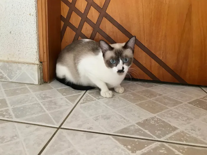Gato ra a SRD-ViraLata idade 7 a 11 meses nome Amanda bb9meses linda e muito carinhosa 
