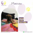 Matteo