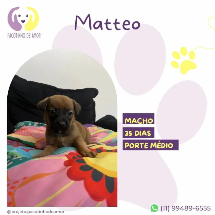 Cachorro ra a SRD-ViraLata idade Abaixo de 2 meses nome Matteo
