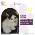 Simon