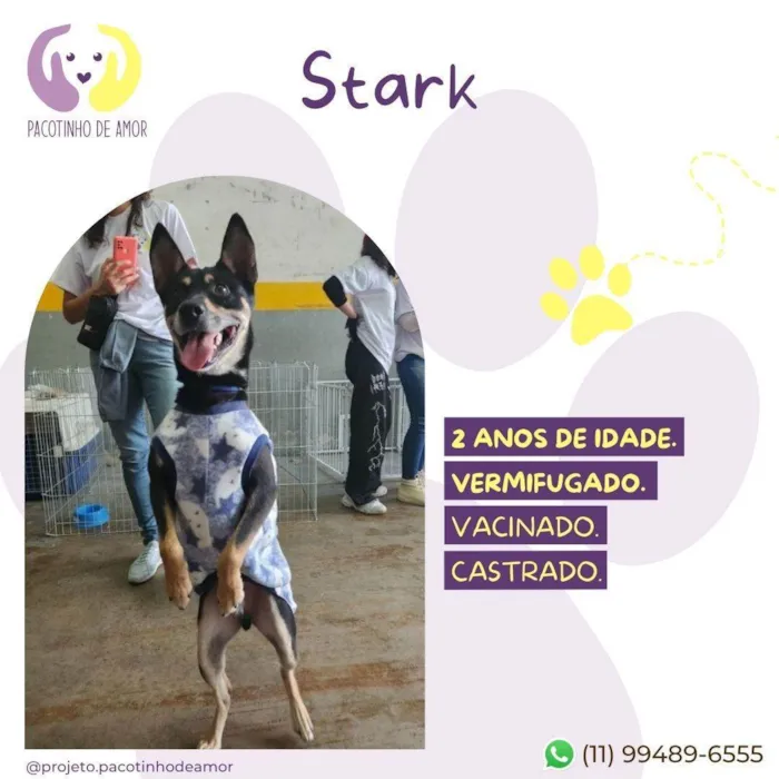 Cachorro ra a SRD-ViraLata idade 2 anos nome Stark