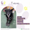 Tobias