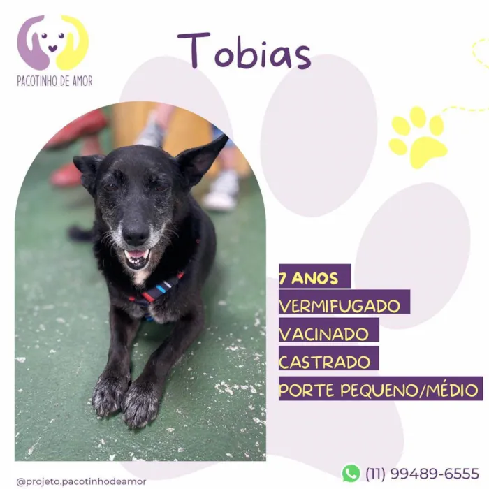 Cachorro ra a SRD-ViraLata idade 6 ou mais anos nome Tobias