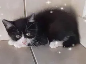 Gato raça SRD-ViraLata idade 2 a 6 meses nome Cookie 2meses pelo longo 