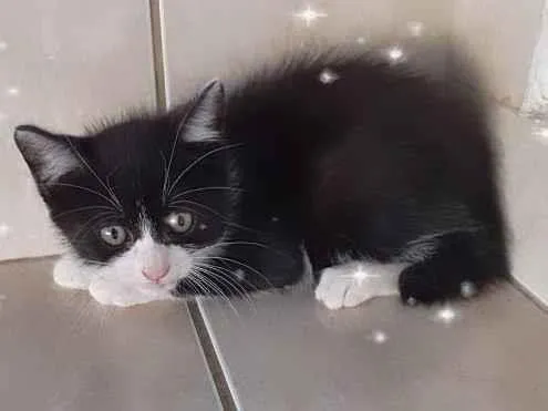 Gato ra a SRD-ViraLata idade 2 a 6 meses nome Cookie 2meses pelo longo 