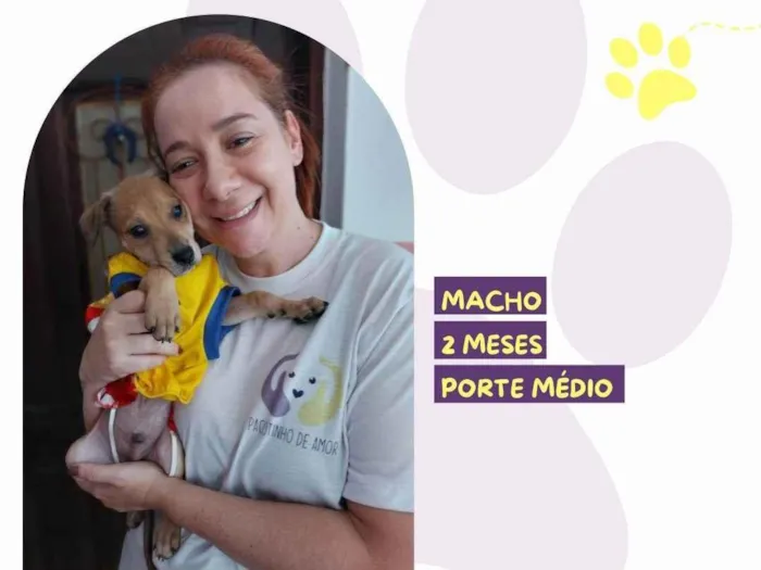 Cachorro ra a SRD-ViraLata idade 2 a 6 meses nome Bento