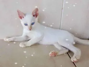 Gato raça SRD-ViraLata idade 2 a 6 meses nome Yuki bb2meses lindo olhinho cor do céu !