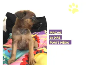 Cachorro raça SRD-ViraLata idade Abaixo de 2 meses nome Felipo