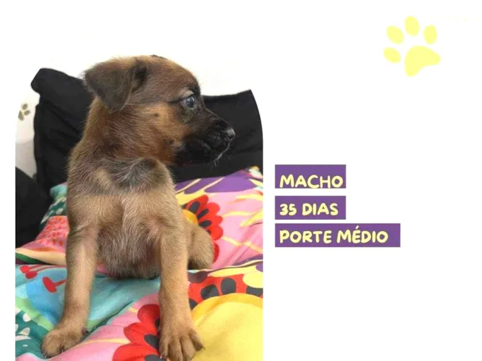 Cachorro ra a SRD-ViraLata idade Abaixo de 2 meses nome Felipo