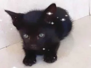 Gato raça SRD-ViraLata idade 2 a 6 meses nome Cacao bb2meses lindo e um amor 