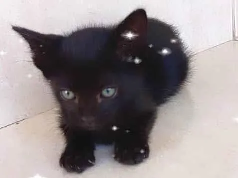 Gato ra a SRD-ViraLata idade 2 a 6 meses nome Cacao bb2meses lindo e um amor 