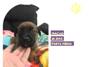 Cachorro raça SRD-ViraLata idade Abaixo de 2 meses nome Ivan