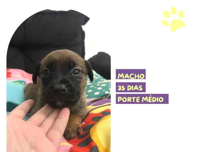 Cachorro ra a SRD-ViraLata idade Abaixo de 2 meses nome Ivan