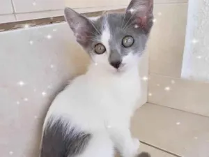 Gato raça SRD-ViraLata idade 2 a 6 meses nome Milky 2meses Linda e muito boazinha !