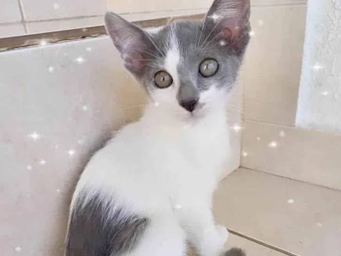 Gato ra a SRD-ViraLata idade 2 a 6 meses nome Milky 2meses Linda e muito boazinha !