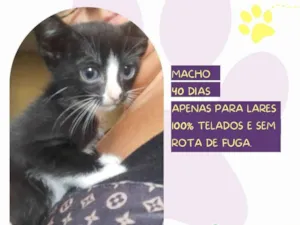 Gato raça SRD-ViraLata idade Abaixo de 2 meses nome Johny