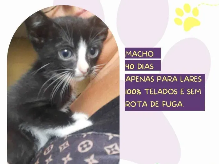 Gato ra a SRD-ViraLata idade Abaixo de 2 meses nome Johny