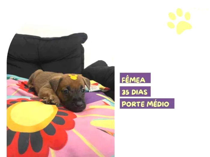 Cachorro ra a SRD-ViraLata idade Abaixo de 2 meses nome Marjorie