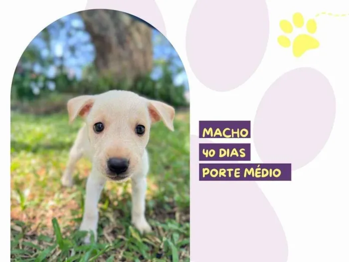 Cachorro ra a SRD-ViraLata idade Abaixo de 2 meses nome Marty